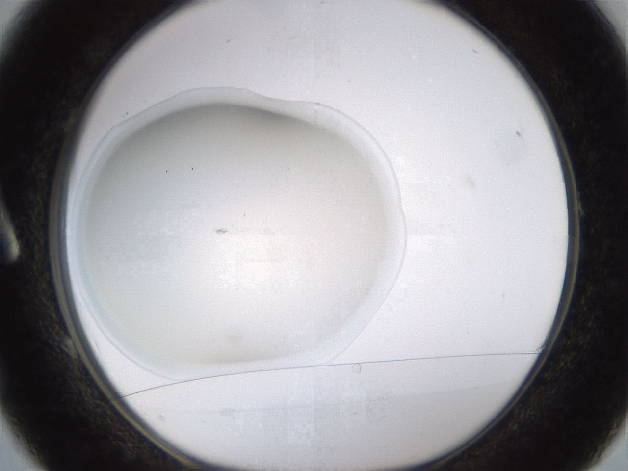 folderID520_plateID1520_batchID5989_wellNum1_profileID1_d1_r97361_ef.jpg