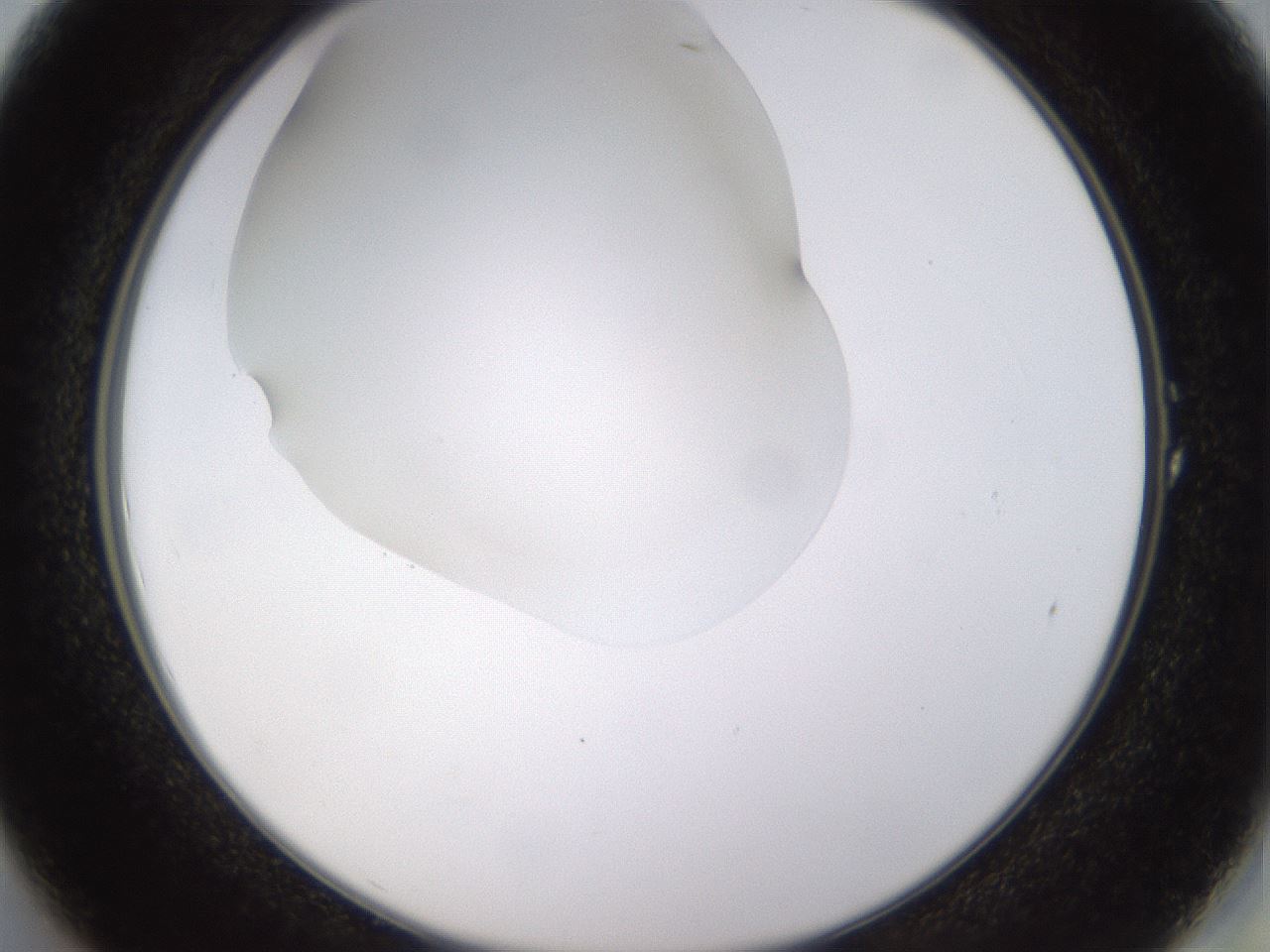 folderID520_plateID1520_batchID5989_wellNum1_profileID1_d2_r97362_ef.jpg