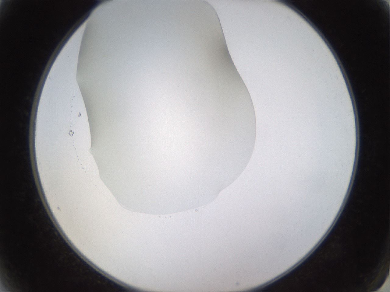 folderID520_plateID1520_batchID5989_wellNum2_profileID1_d2_r97364_ef.jpg