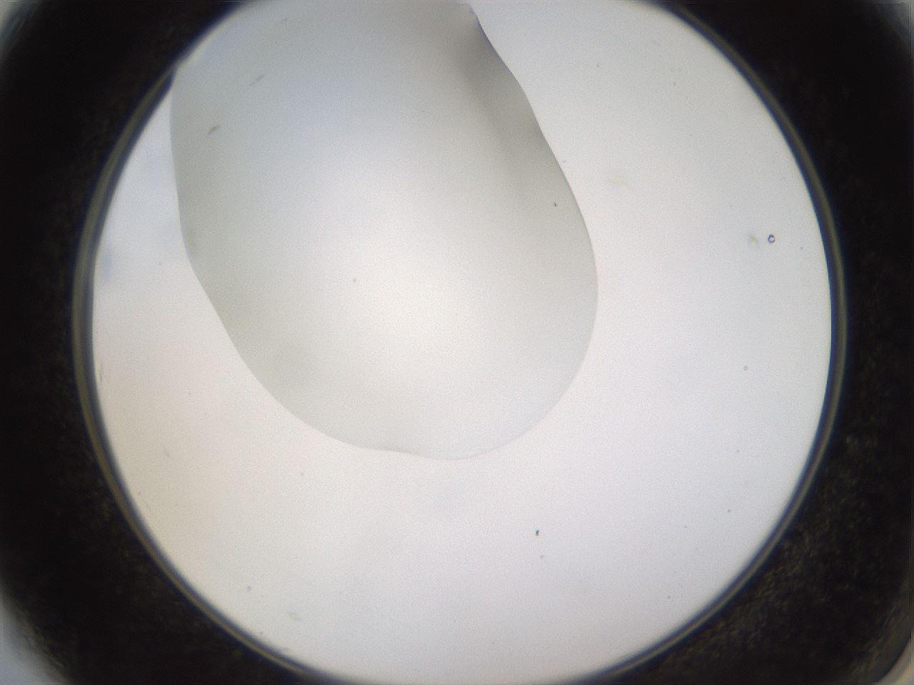 folderID520_plateID1520_batchID5989_wellNum3_profileID1_d2_r97366_ef.jpg