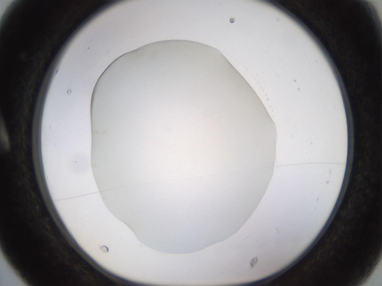 folderID520_plateID1520_batchID5989_wellNum5_profileID1_d1_r97369_ef.jpg