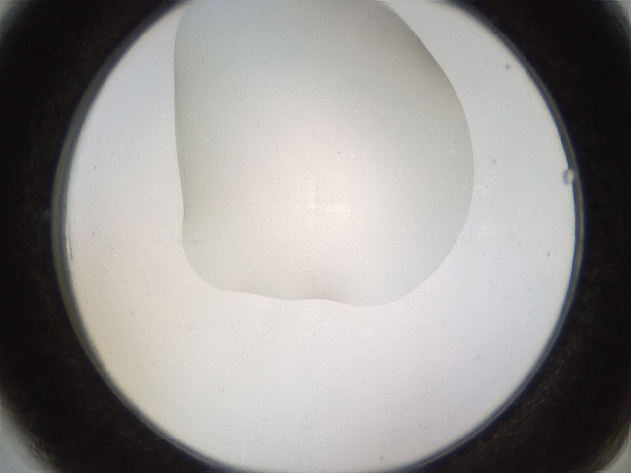 folderID520_plateID1520_batchID5989_wellNum6_profileID1_d2_r97372_ef.jpg