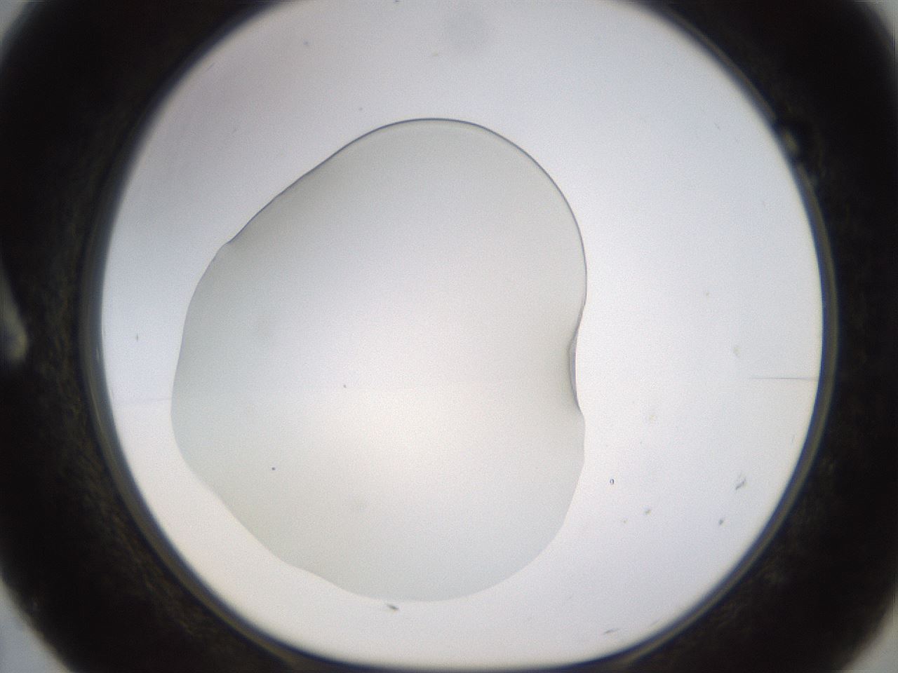 folderID520_plateID1520_batchID5989_wellNum7_profileID1_d1_r97373_ef.jpg