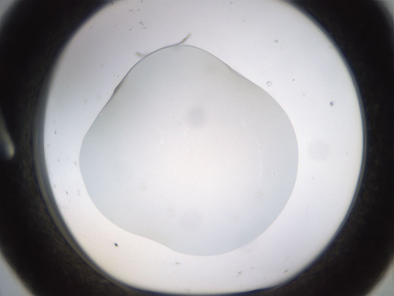 folderID520_plateID1520_batchID5989_wellNum8_profileID1_d1_r97375_ef.jpg