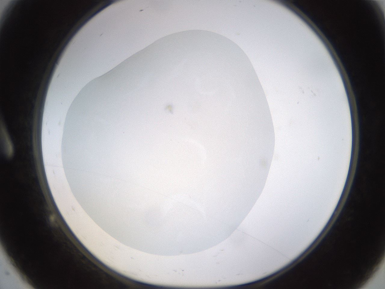folderID520_plateID1520_batchID5989_wellNum9_profileID1_d1_r97377_ef.jpg