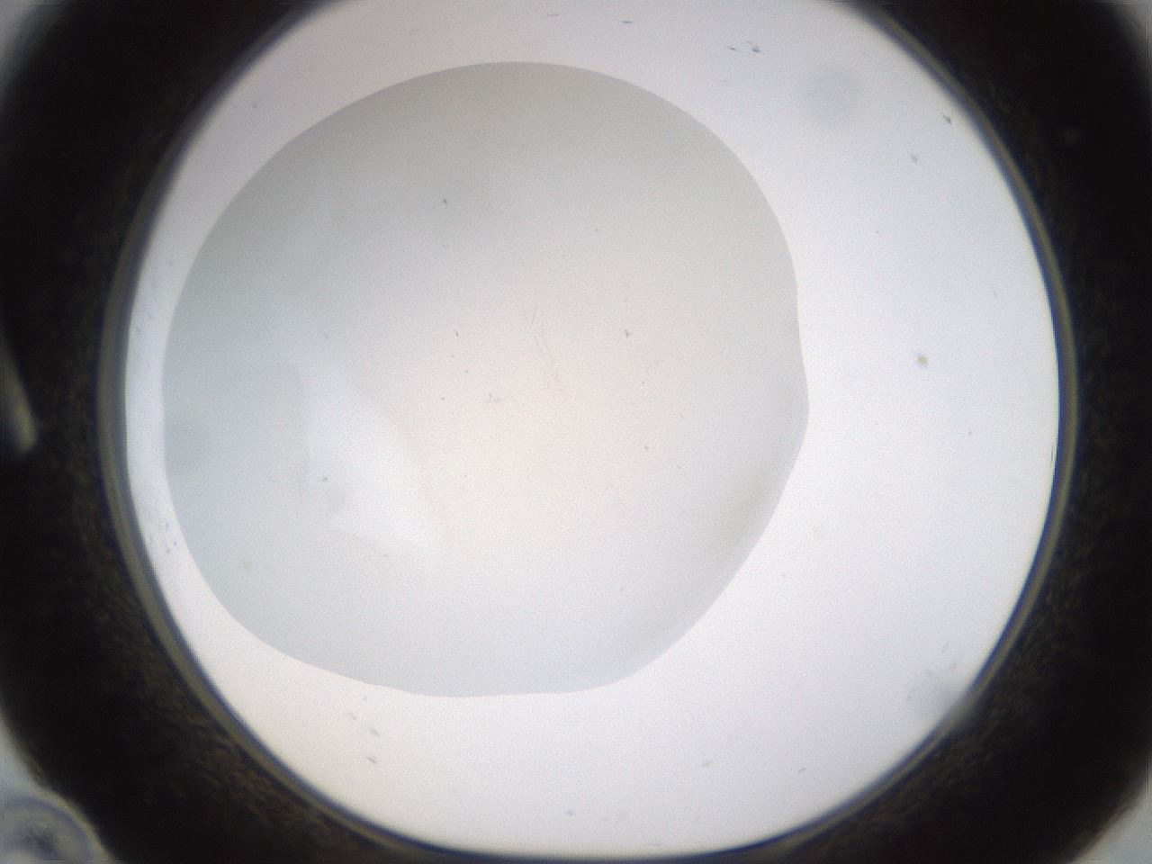 folderID521_plateID1521_batchID5990_wellNum10_profileID1_d1_r97562_ef.jpg