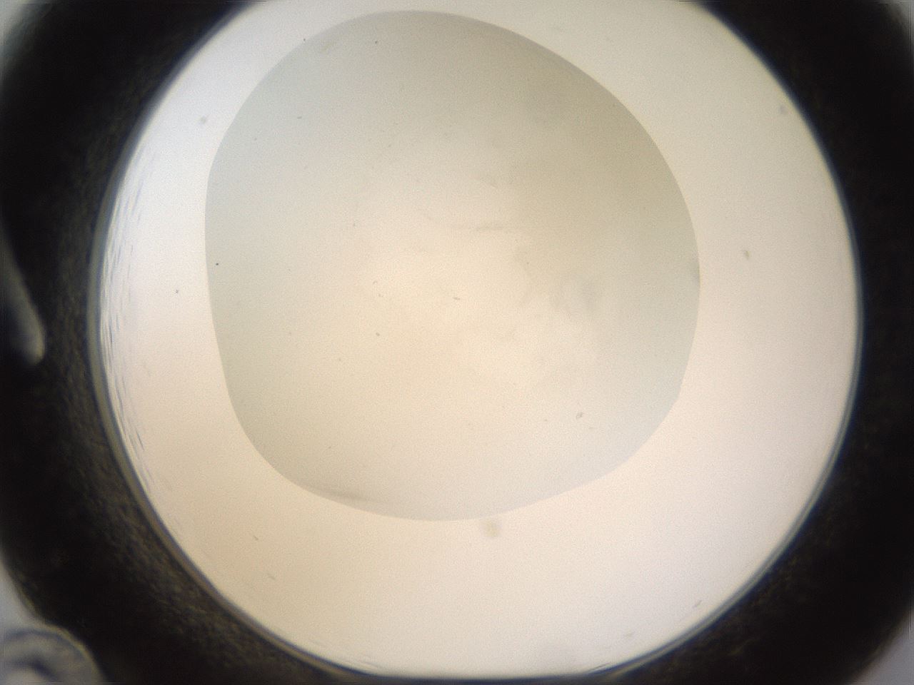 folderID521_plateID1521_batchID5990_wellNum12_profileID1_d1_r97564_ef.jpg