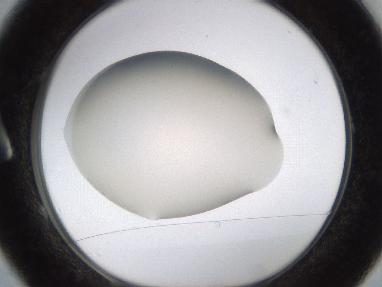 folderID521_plateID1521_batchID5990_wellNum1_profileID1_d1_r97553_ef.jpg