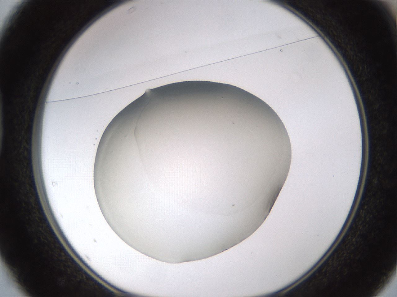 folderID521_plateID1521_batchID5990_wellNum37_profileID1_d1_r97589_ef.jpg