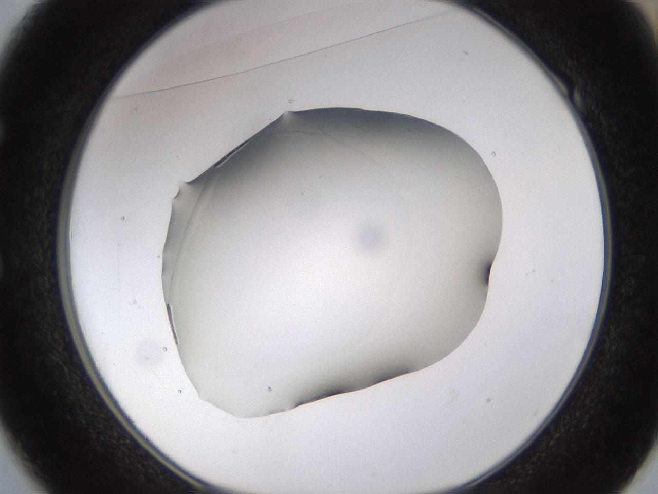 folderID521_plateID1521_batchID5990_wellNum49_profileID1_d1_r97601_ef.jpg