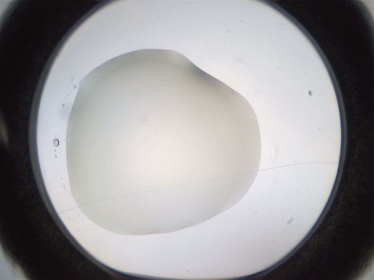 folderID521_plateID1521_batchID5990_wellNum4_profileID1_d1_r97556_ef.jpg