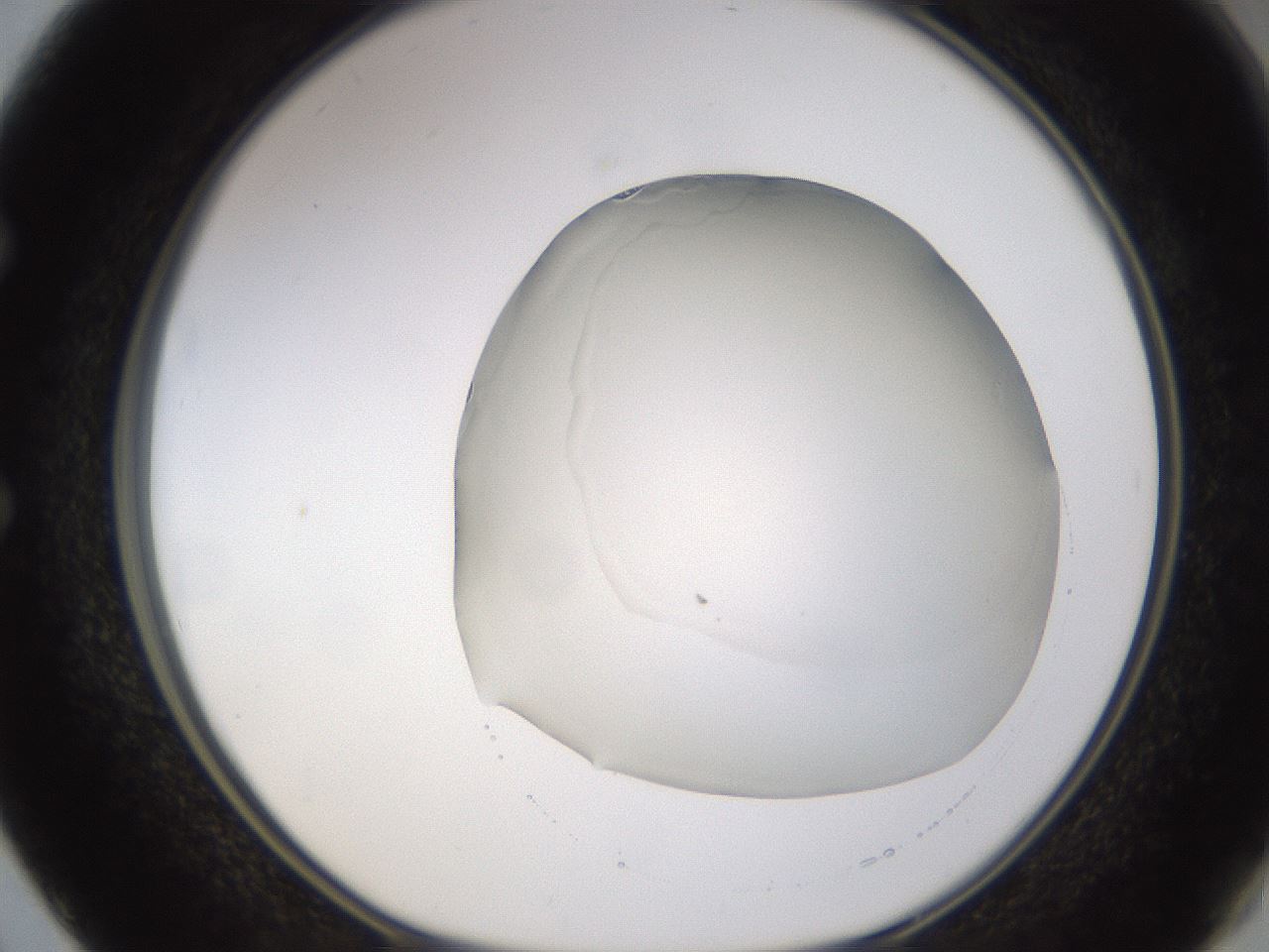 folderID521_plateID1521_batchID5990_wellNum50_profileID1_d1_r97602_ef.jpg