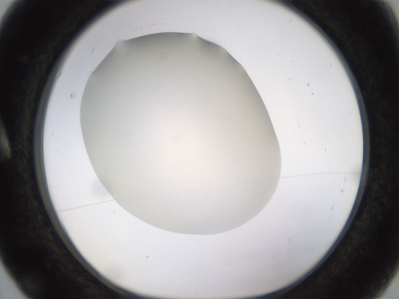 folderID521_plateID1521_batchID5990_wellNum5_profileID1_d1_r97557_ef.jpg