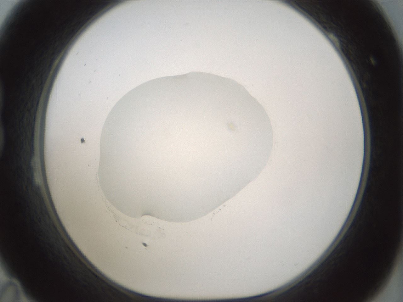 folderID522_plateID1522_batchID6126_wellNum23_profileID1_d1_r97767_ef.jpg