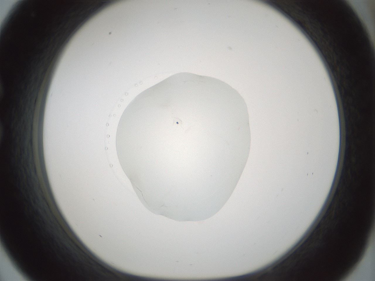 folderID522_plateID1522_batchID6126_wellNum33_profileID1_d1_r97777_ef.jpg