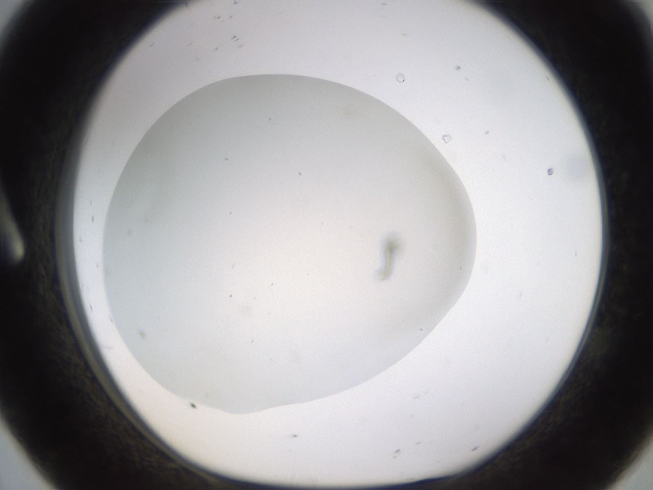 folderID521_plateID1521_batchID5990_wellNum8_profileID1_d1_r97560_ef.jpg
