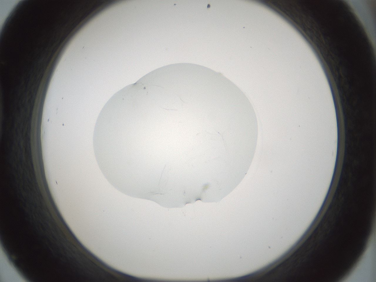 folderID522_plateID1522_batchID6126_wellNum45_profileID1_d1_r97789_ef.jpg