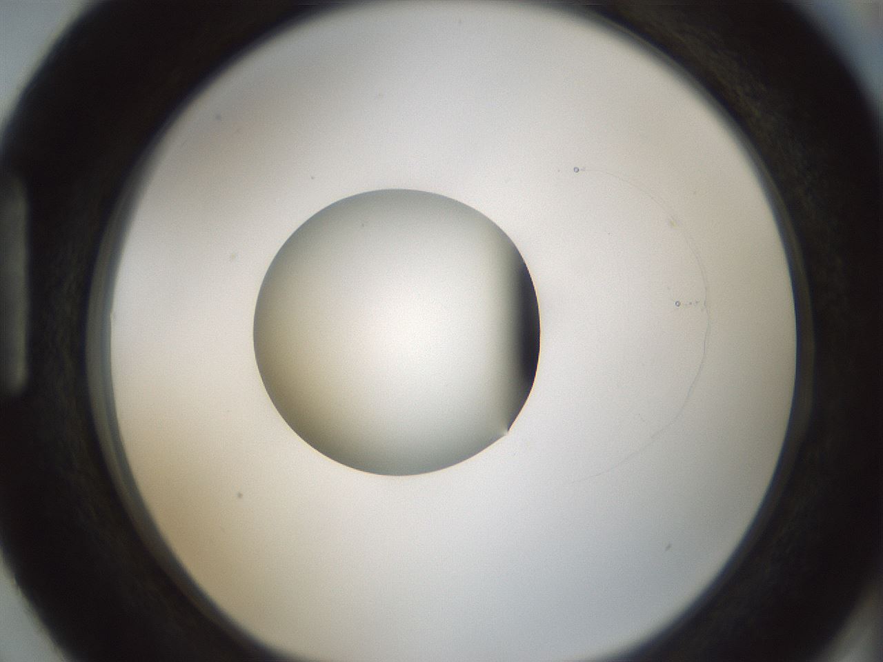 folderID522_plateID1522_batchID6126_wellNum87_profileID1_d1_r97831_ef.jpg