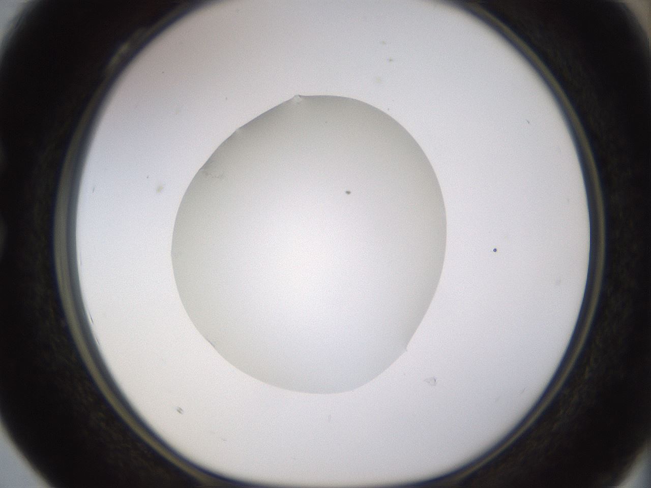 folderID523_plateID1523_batchID6125_wellNum28_profileID1_d1_r97676_ef.jpg