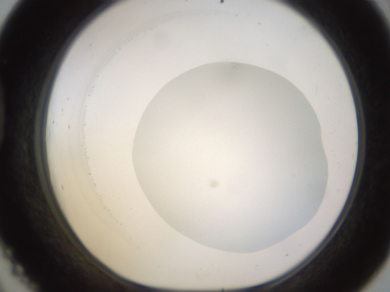 folderID523_plateID1523_batchID6125_wellNum45_profileID1_d1_r97693_ef.jpg