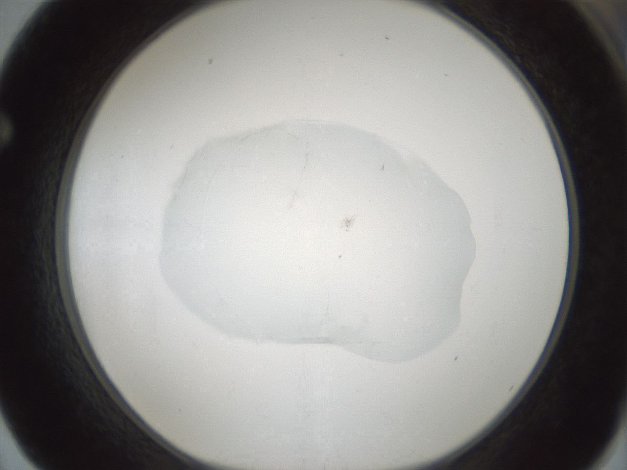 folderID522_plateID1522_batchID6126_wellNum62_profileID1_d1_r97806_ef.jpg
