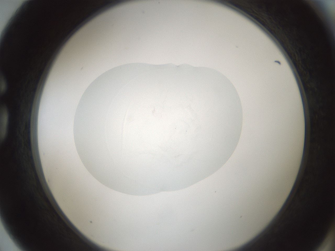 folderID522_plateID1522_batchID6126_wellNum75_profileID1_d1_r97819_ef.jpg