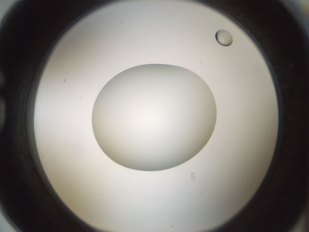 folderID522_plateID1522_batchID6126_wellNum78_profileID1_d1_r97822_ef.jpg