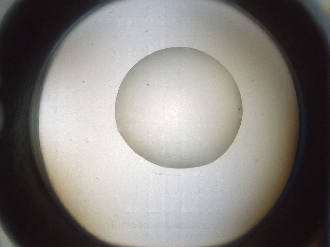 folderID522_plateID1522_batchID6126_wellNum79_profileID1_d1_r97823_ef.jpg