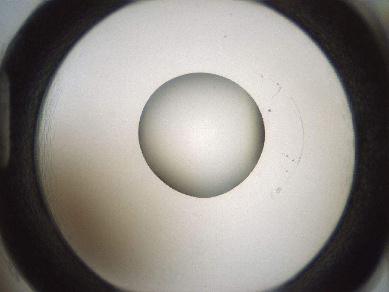 folderID522_plateID1522_batchID6126_wellNum85_profileID1_d1_r97829_ef.jpg