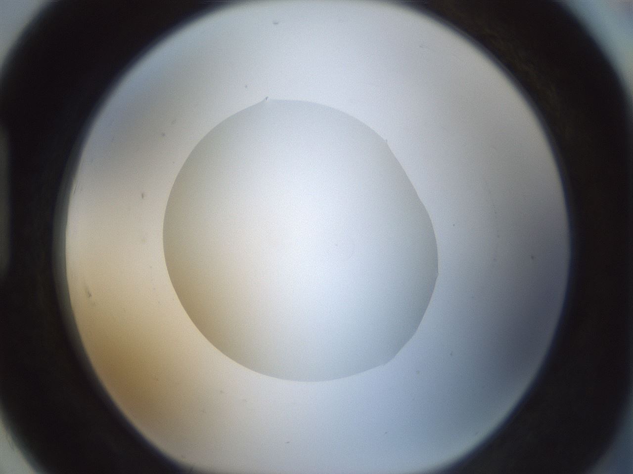 folderID522_plateID1522_batchID6126_wellNum91_profileID1_d1_r97835_ef.jpg