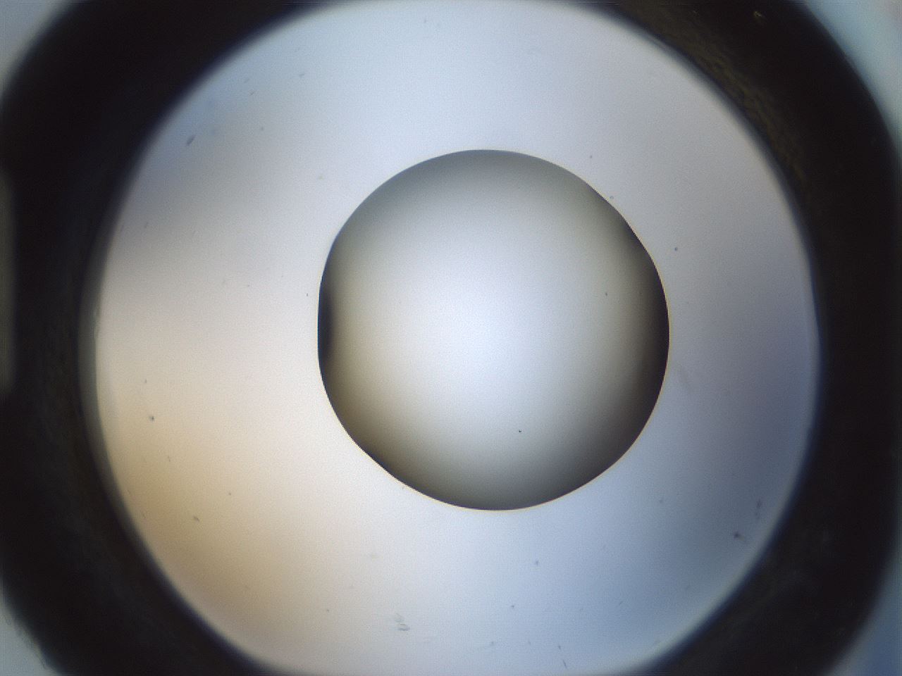 folderID522_plateID1522_batchID6126_wellNum92_profileID1_d1_r97836_ef.jpg