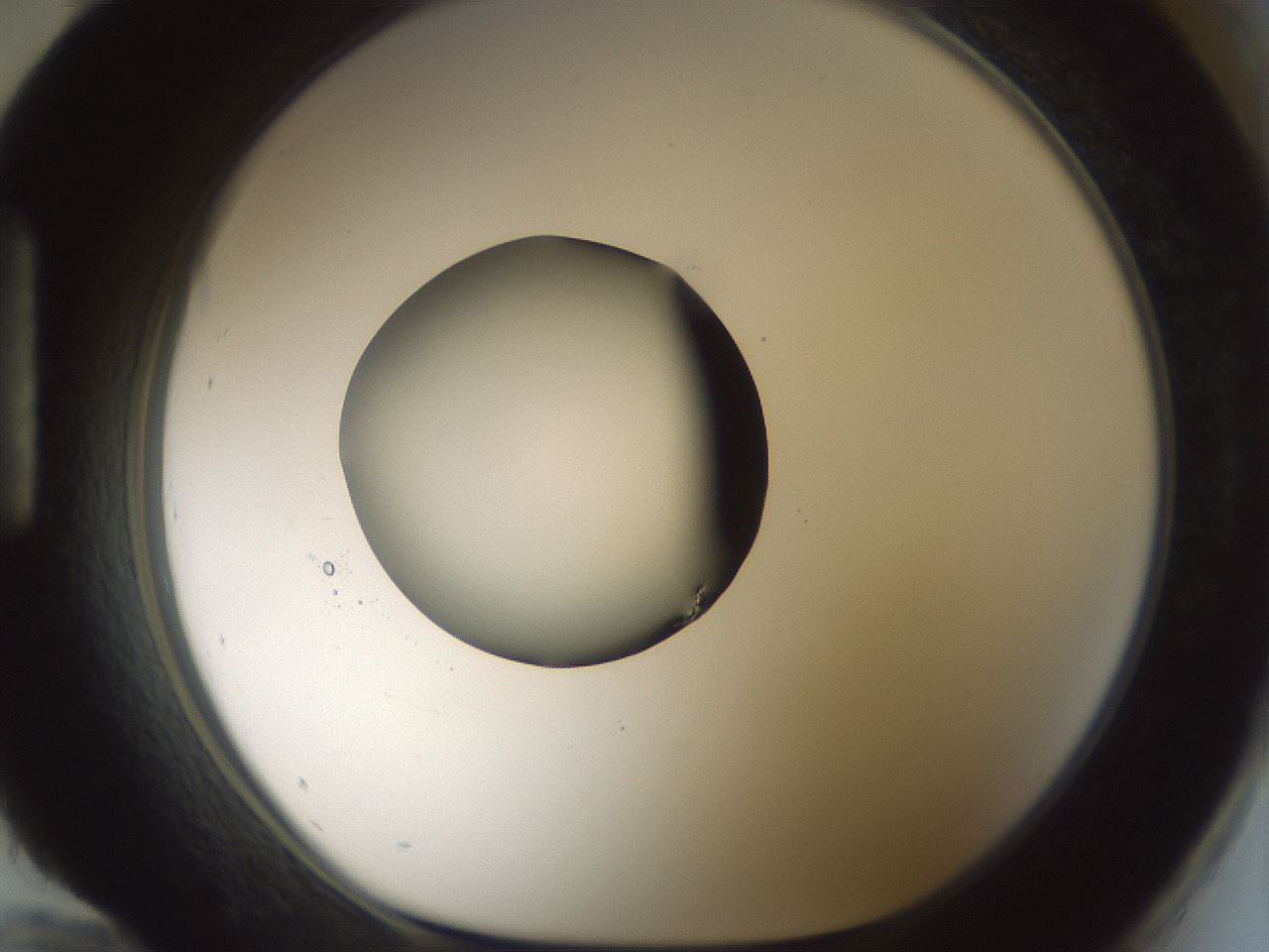 folderID522_plateID1522_batchID6126_wellNum96_profileID1_d1_r97840_ef.jpg
