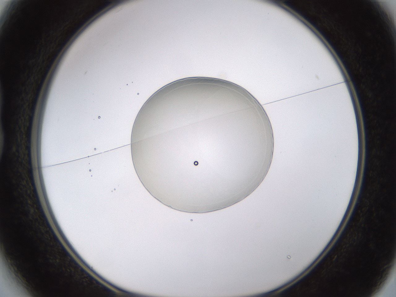 folderID523_plateID1523_batchID6125_wellNum13_profileID1_d1_r97661_ef.jpg