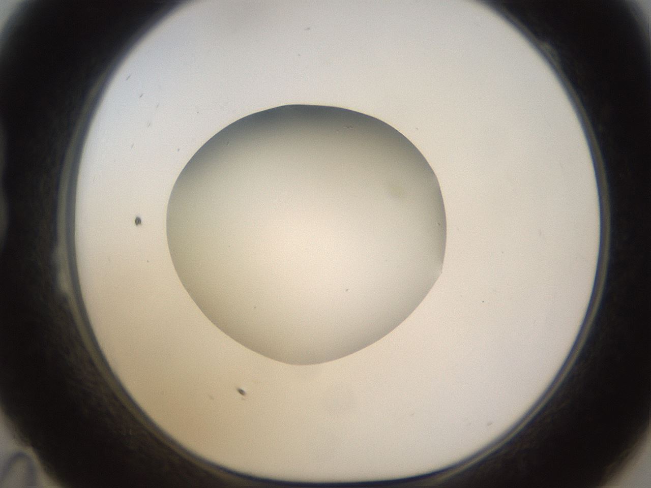 folderID523_plateID1523_batchID6125_wellNum23_profileID1_d1_r97671_ef.jpg