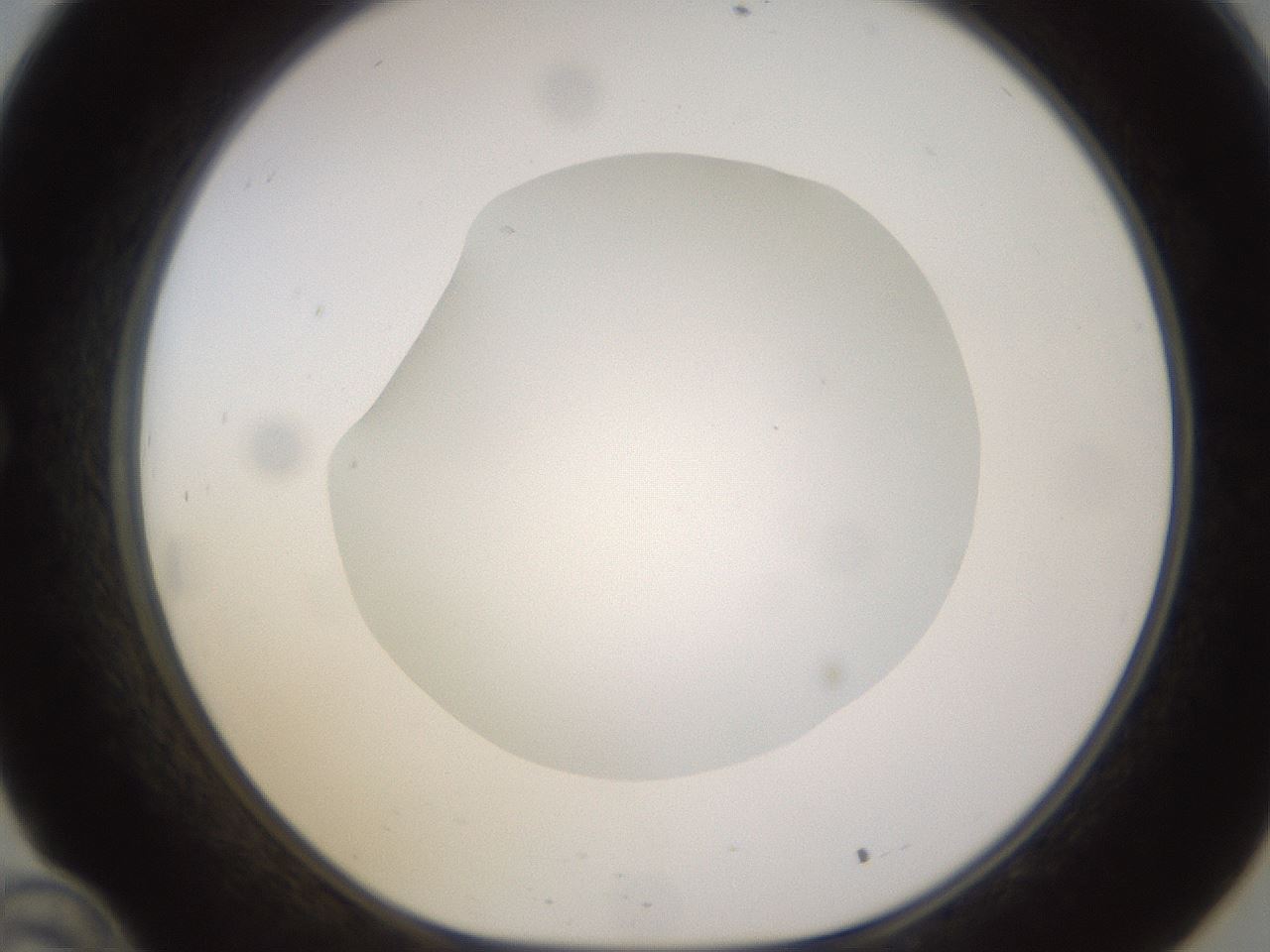 folderID523_plateID1523_batchID6125_wellNum34_profileID1_d1_r97682_ef.jpg