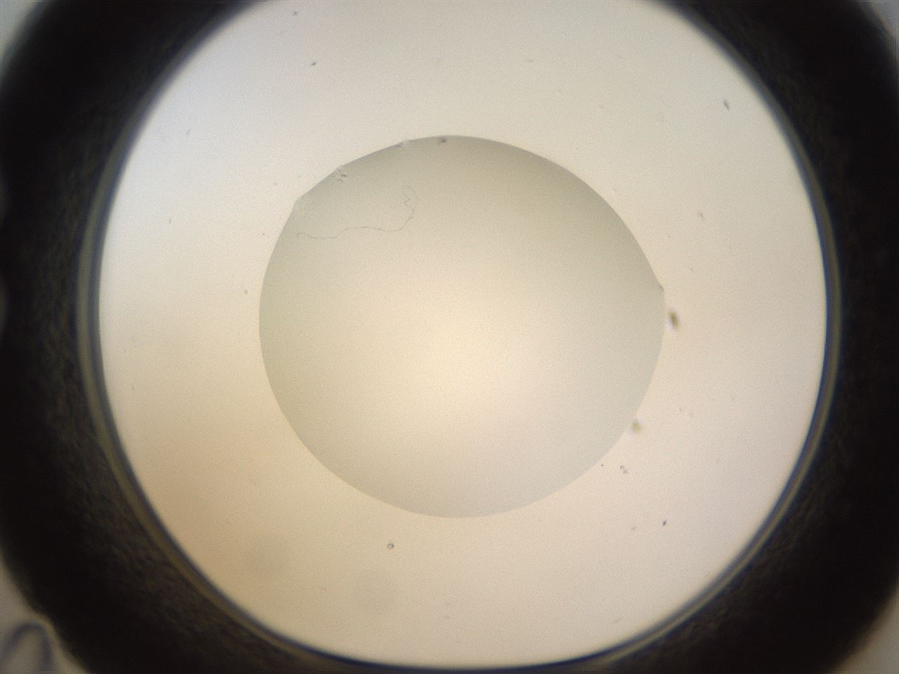 folderID523_plateID1523_batchID6125_wellNum35_profileID1_d1_r97683_ef.jpg