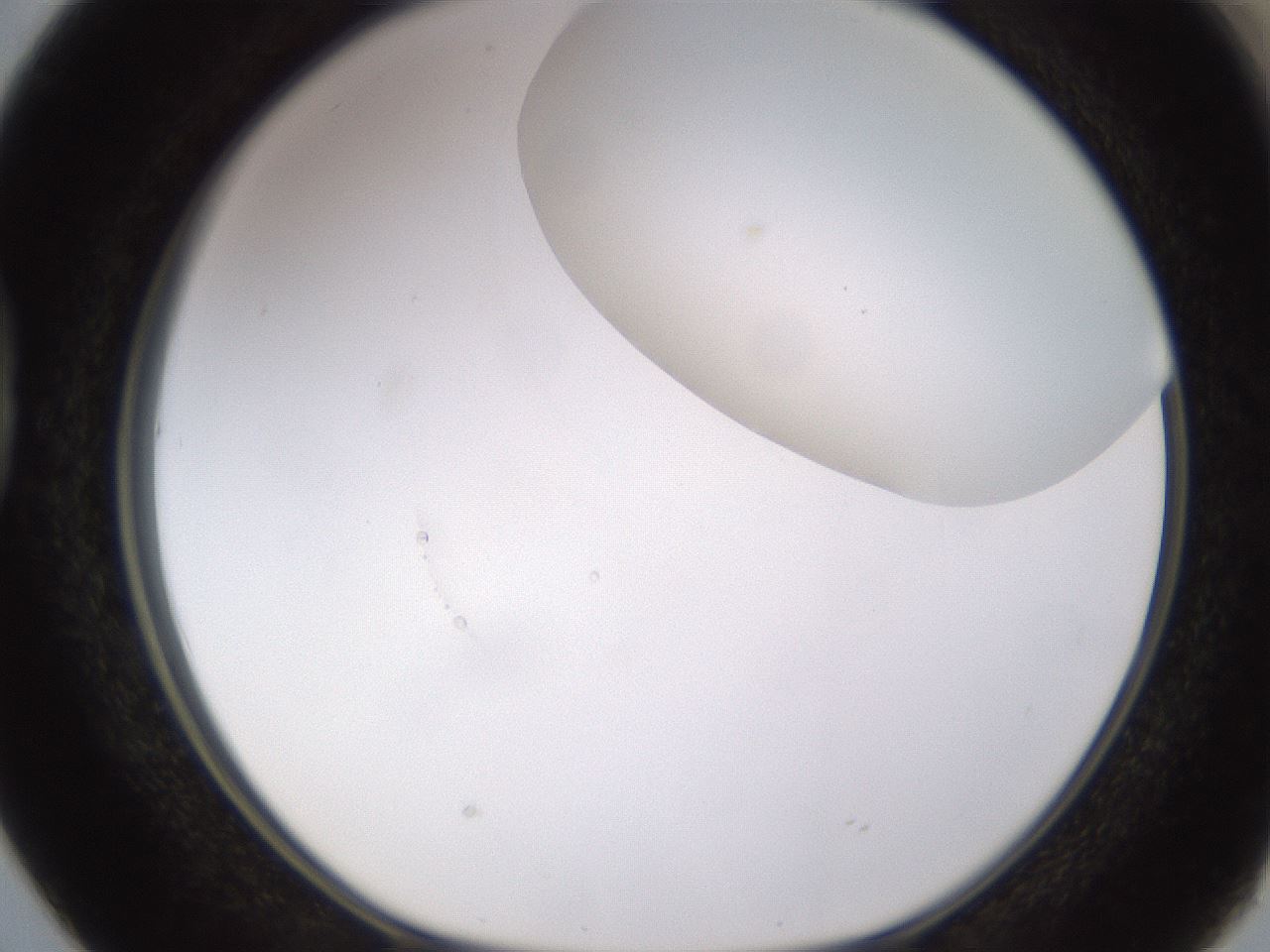 folderID523_plateID1523_batchID6125_wellNum38_profileID1_d1_r97686_ef.jpg