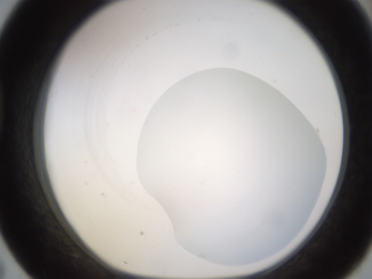 folderID523_plateID1523_batchID6125_wellNum43_profileID1_d1_r97691_ef.jpg