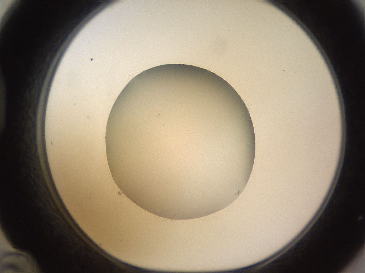 folderID523_plateID1523_batchID6125_wellNum48_profileID1_d1_r97696_ef.jpg