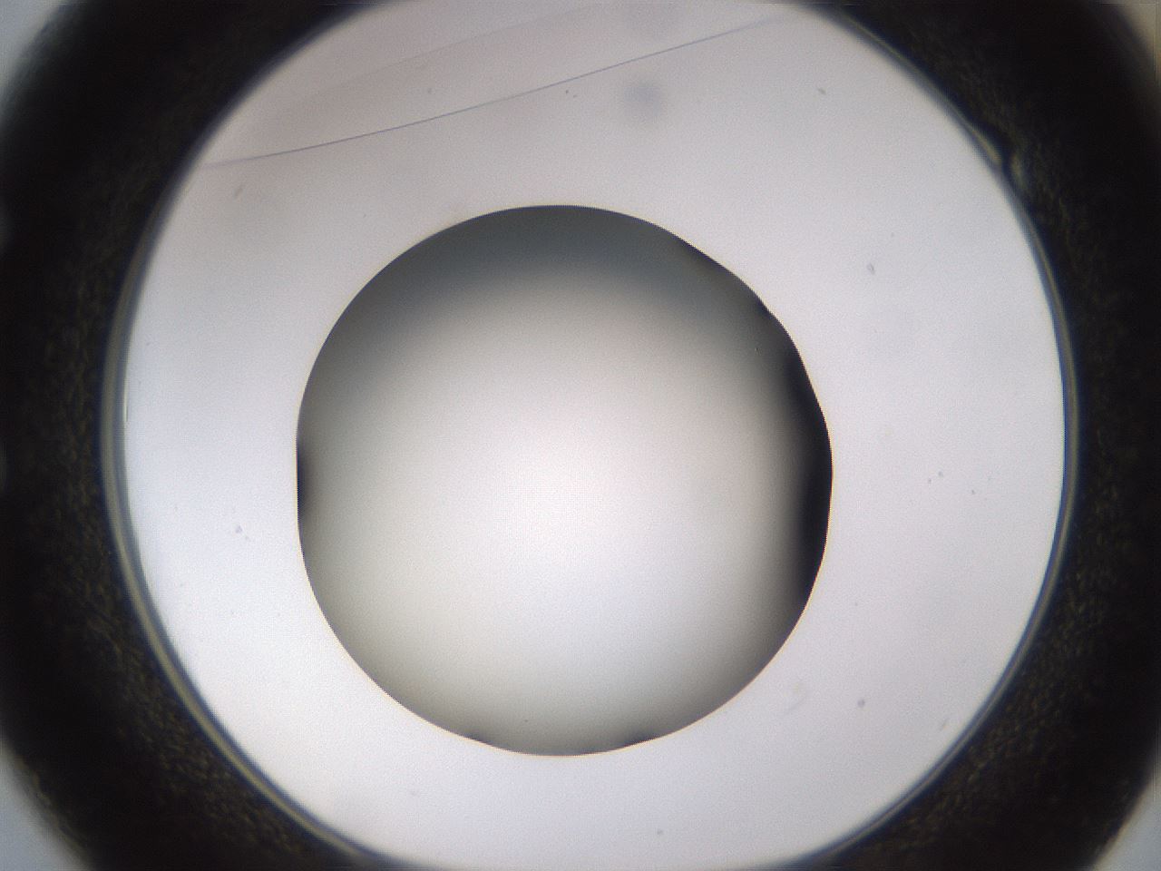 folderID523_plateID1523_batchID6125_wellNum49_profileID1_d1_r97697_ef.jpg