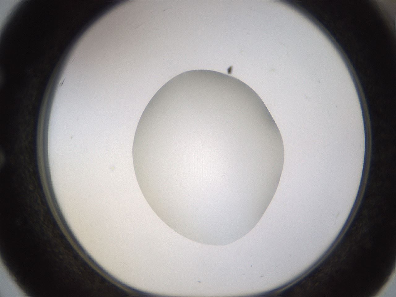folderID523_plateID1523_batchID6125_wellNum51_profileID1_d1_r97699_ef.jpg