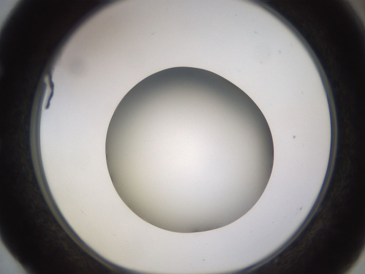 folderID523_plateID1523_batchID6125_wellNum52_profileID1_d1_r97700_ef.jpg