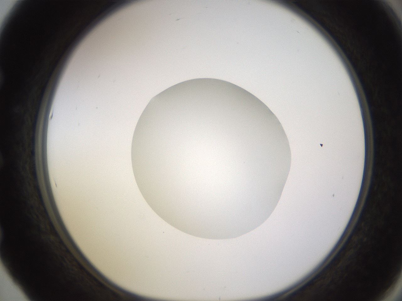 folderID523_plateID1523_batchID6125_wellNum53_profileID1_d1_r97701_ef.jpg