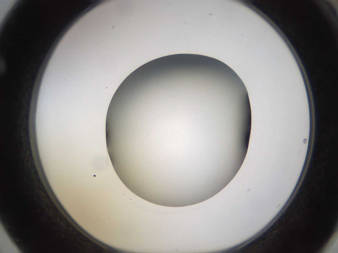 folderID523_plateID1523_batchID6125_wellNum62_profileID1_d1_r97710_ef.jpg