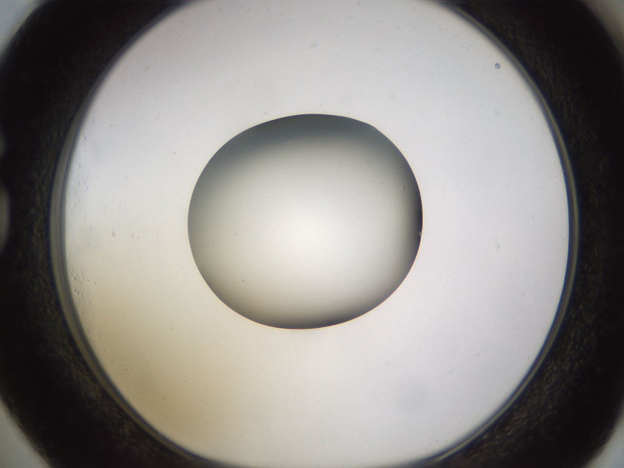 folderID523_plateID1523_batchID6125_wellNum73_profileID1_d1_r97721_ef.jpg