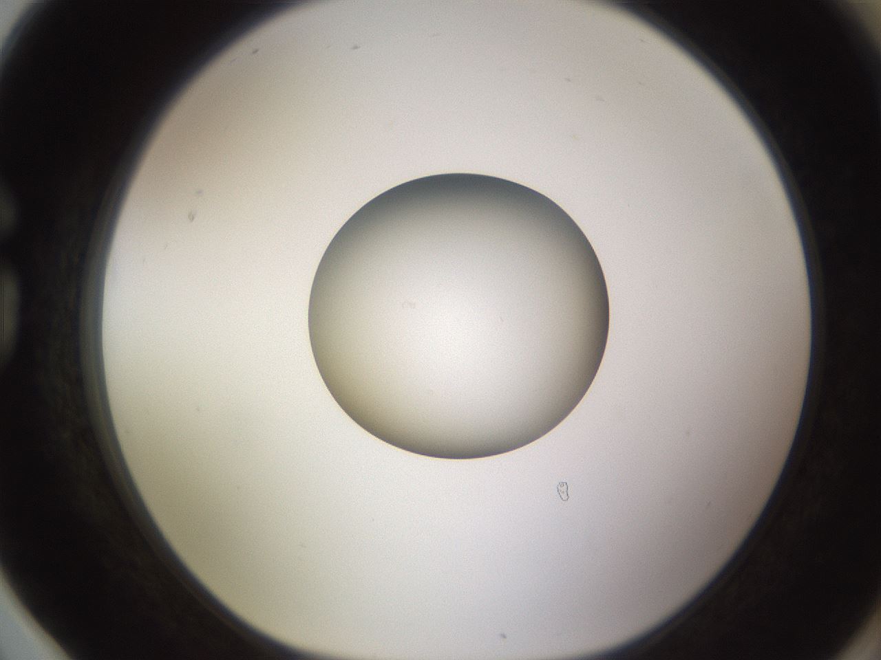 folderID523_plateID1523_batchID6125_wellNum78_profileID1_d1_r97726_ef.jpg