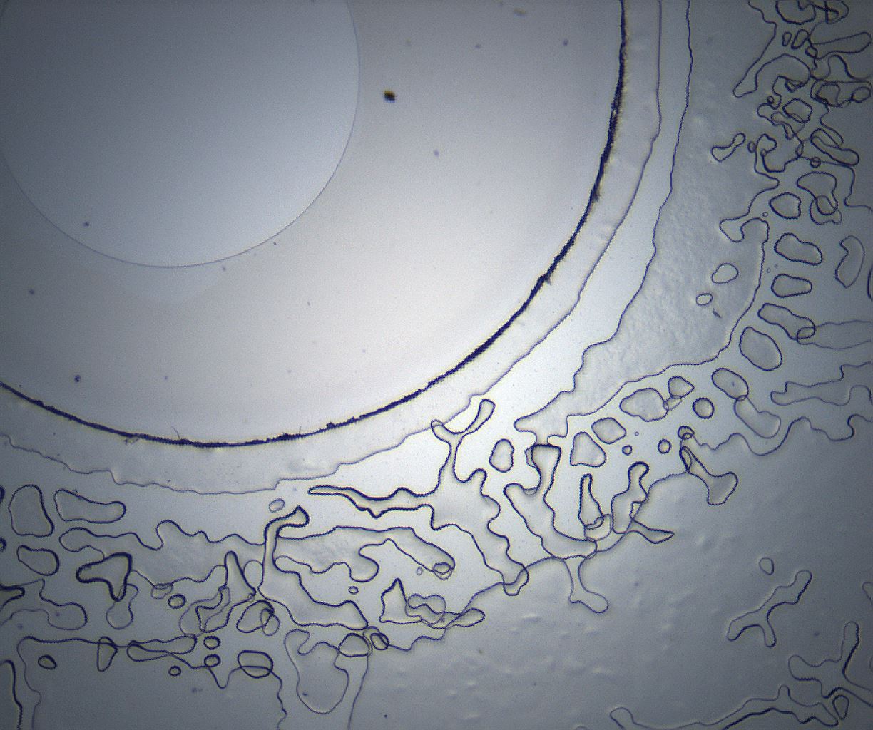 folderID523_plateID2523_batchID12482_wellNum46_profileID1_d1_r190454_ef.jpg