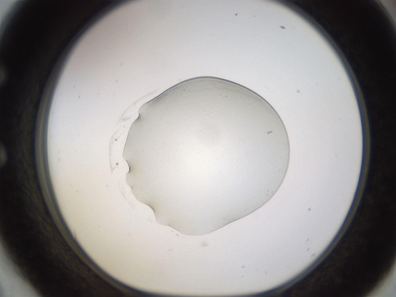 folderID524_plateID1524_batchID6147_wellNum54_profileID1_d1_r97947_ef.jpg
