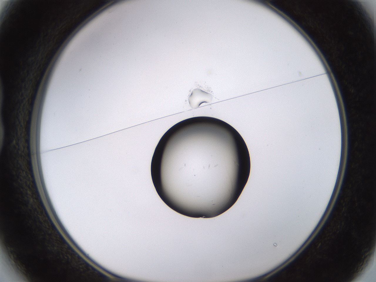 folderID525_plateID1525_batchID6148_wellNum13_profileID1_d1_r98057_ef.jpg