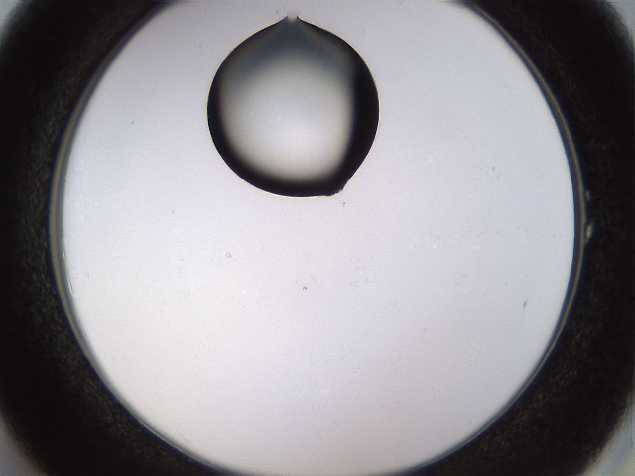 folderID525_plateID1525_batchID6148_wellNum1_profileID1_d2_r98034_ef.jpg